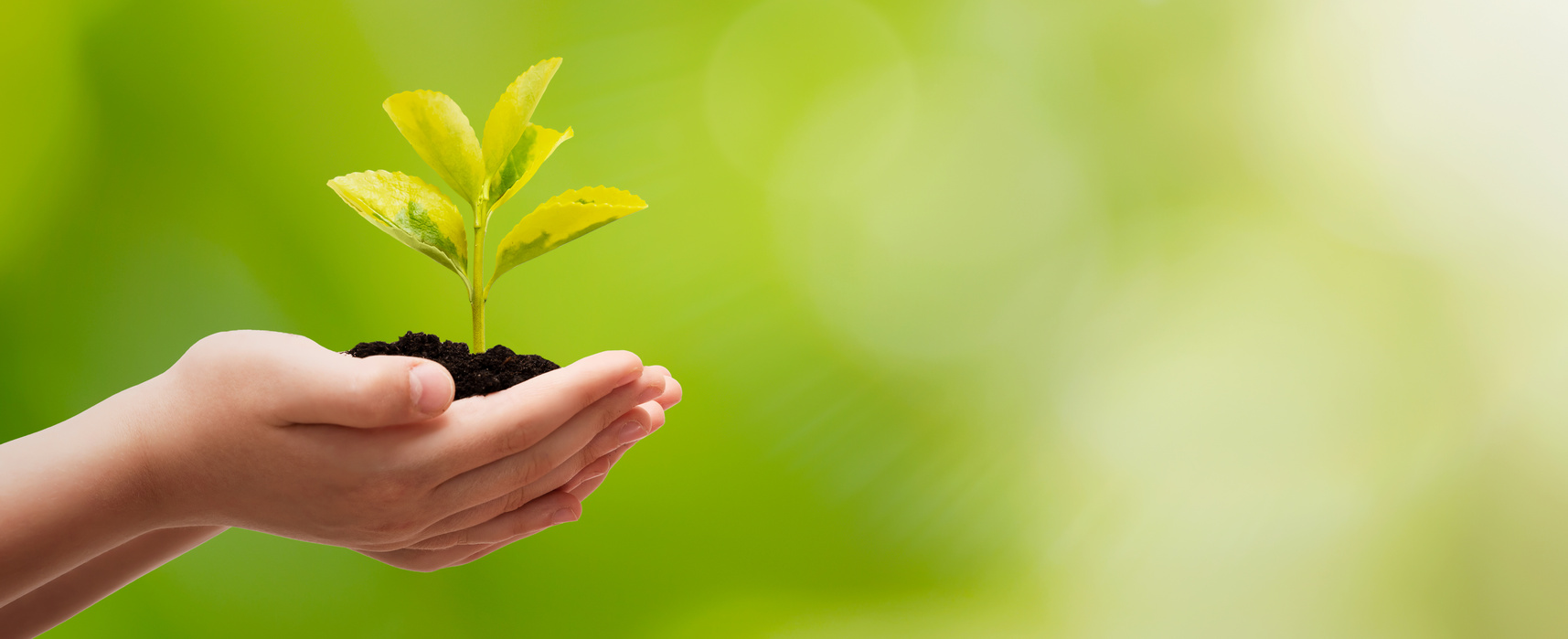 Hand with Seedling in Soil